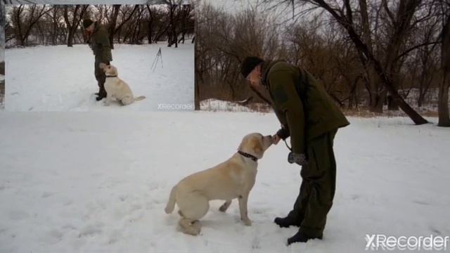 Как передать подрощенного щенка новому владельцу. Советы кинолога.