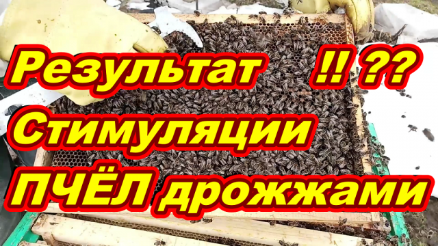 Результат стимуляции пчёл дрожжами ! Отводок пчёл ! Пчела КАРНИКА !