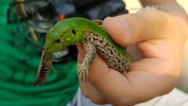 Чем и как кормить прытких ящериц