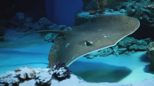 Обитатели морей и океанов 🐠 Развивающие мультики Морские животные Подводный мир Малышковая школа