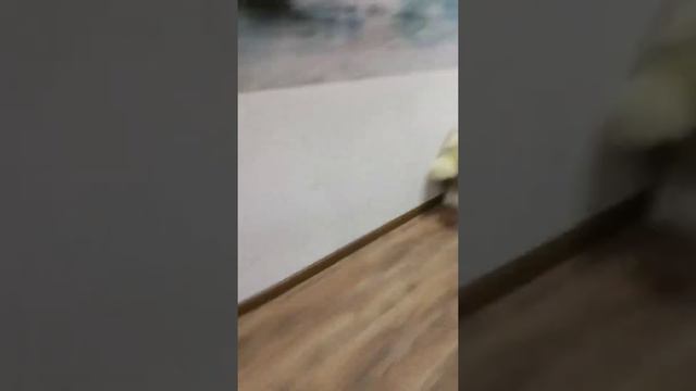 ЭКСТРЕМАЛЬНЫЕ ПРЯТКИ С ДВОЮРОДНОЙ СЕСТРОЙ! **МЕНЯ ЗАМЕТИЛИ!**