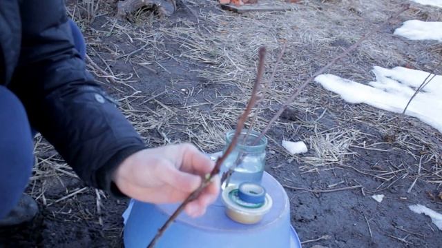 Прививка черешни на вишню