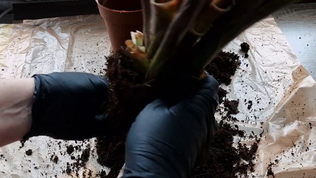 Гусмания. Семейство бромеливые. Комнатное растение. Пересадка Деток.