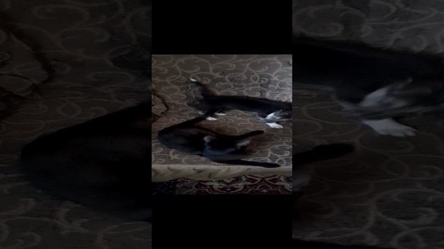 20231221_112811.mp4
