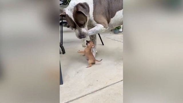 Funniest Cats 😹- Best Of The 2022 Funny Cat and Dog Videos 😂- Family Cats