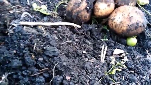 Картофель,сорт "Киви".