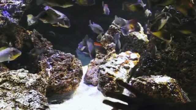 ADG (США) - короли аквадизайна и акваскейпинга, 3-я серия