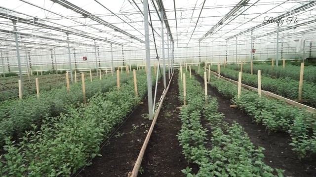 Хризантема и Астра (Выращивание в теплице) 2022 года