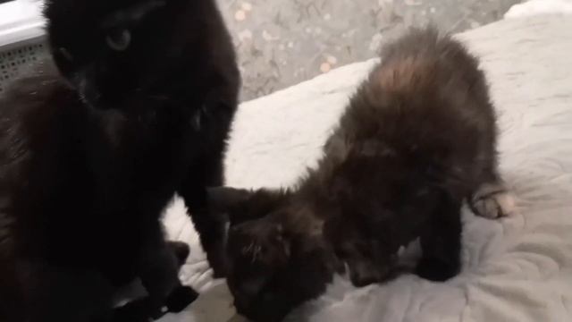 Разве кошки едят это? Необычные предпочтения в еде у двух кото девочек.