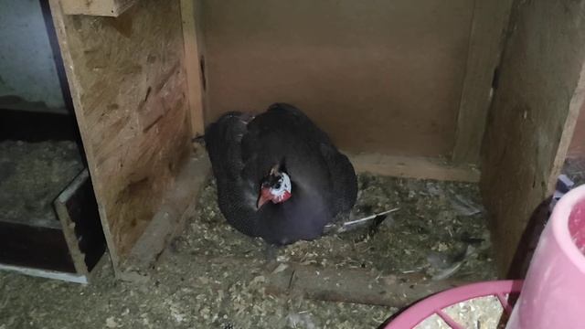 Садятся ли цесарки на яйца?