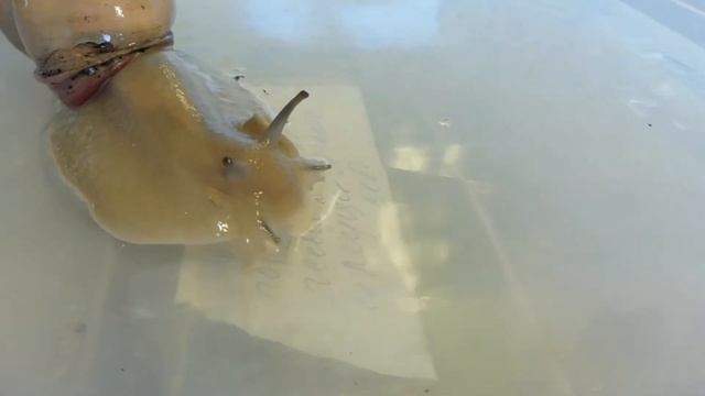 МЕГАС ПОД ДОЖДЁМ - Megalobulimus oblongus УЛИТКИ ( ПИТОМНИК " МАРИ МИСТИК " )