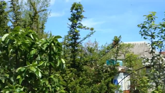 Отдыхаем на #даче вместе! ВЛОГ   ДЫДЫНСКИЕ НА СВЯЗИ