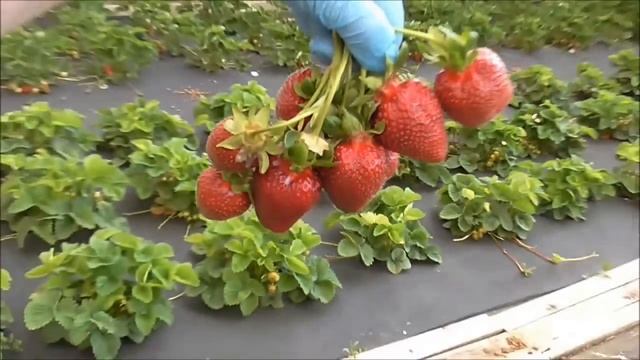ФЛОРИДА-ФЕСТИВАЛЬ - ранний сорт клубники из США. / 08.06.19.