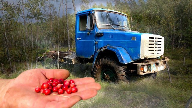Синий ПТЕНЕЦ проехал за КЛЮКВОЙ / Пришлось СПАСАТЬ