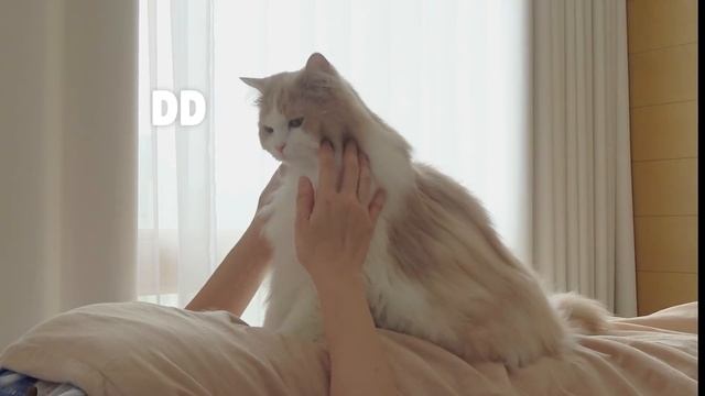 My Fluffy Cat Alarm Clocks | Kittisaurus