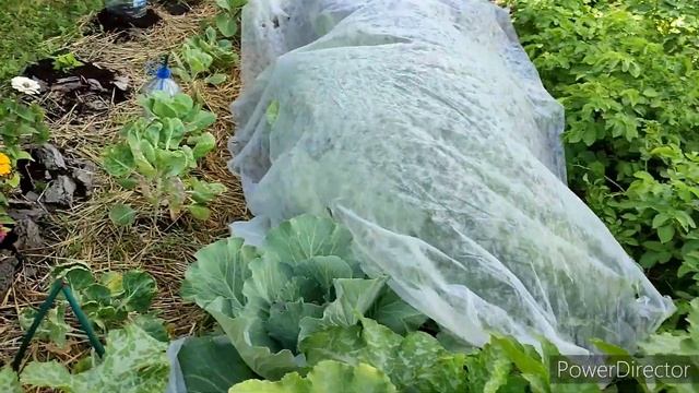 Моя любимая Дача/ Большая прогулка по любимому саду/ Дача 14 июля 2023 г