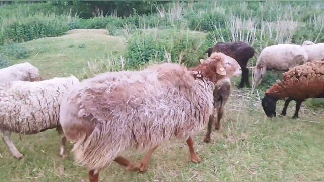 Покупка Эдильбаевского барана на племя|Овцеводство