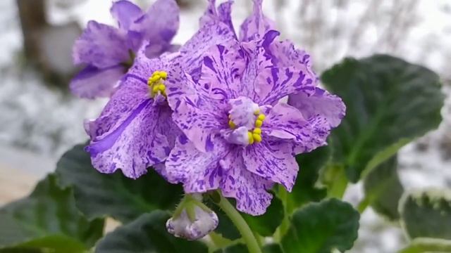 10 СОРТОВ ФИАЛОК С НАЗВАНИЯМИ. ВИДЕО ОБЗОР ФИАЛОК.