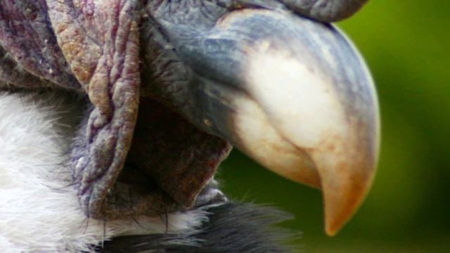 САМАЯ БОЛЬШАЯ ПТИЦА В МИРЕ - АНДСКИЙ КОНДОР САМАЯ БОЛЬШАЯ ХИЩНАЯ ПТИЦА