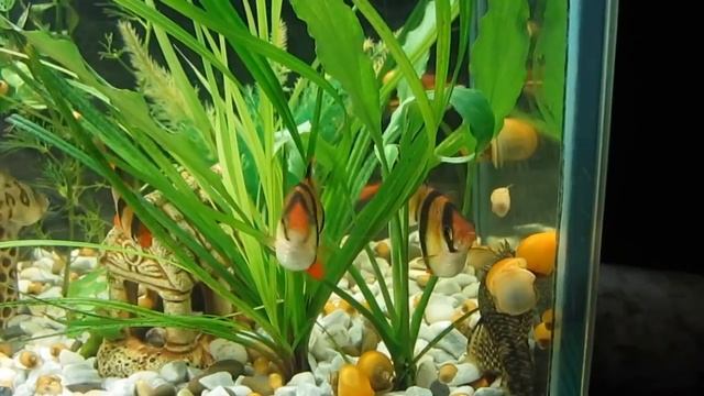 Все о аквариумной рыбки  Барбус суматранский.