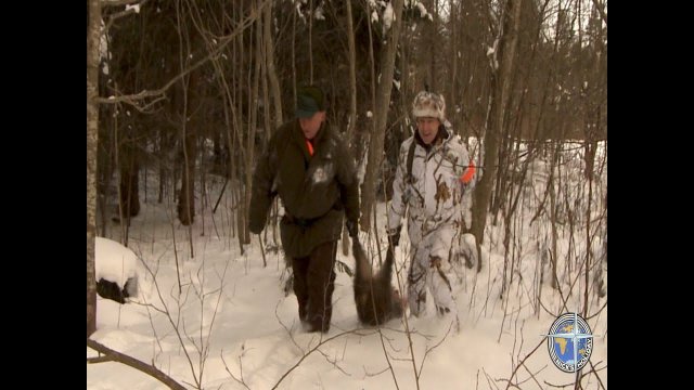 Загонная охота на кабана (Wild boar hunting with dogs).
