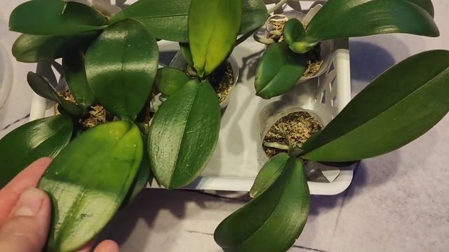 Орхидеи с посылки _ЧëПопало_. Динамика- Дневник.mp4