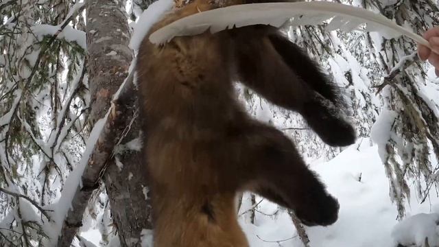 Охота на соболя капканами! Добыча соболя! #охотанасоболя