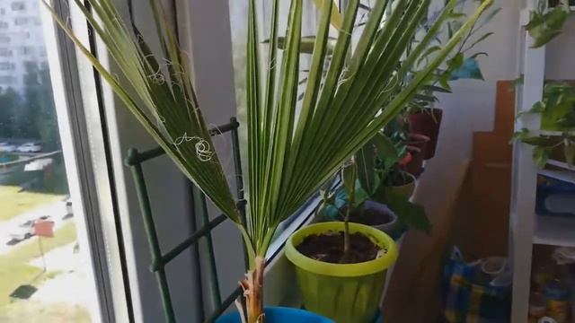 Пальма Вашингтония из семян выращивание в домашних условиях