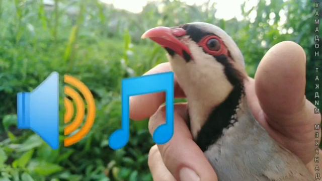 Голос самка кеклика манок на Куропатка