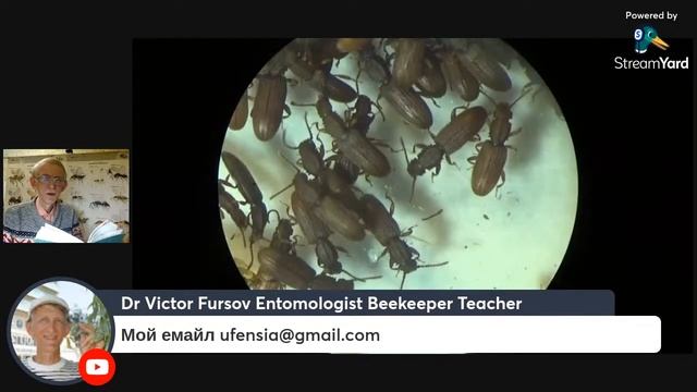 Вредные Жуки, Жучки на Кухне и в Доме: Стоит ли их Бояться и Чем Они Вредят и Как от Них Избавиться