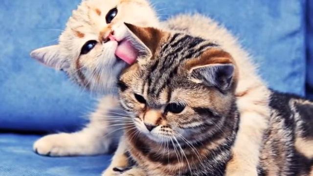 Красивая музыка и животные