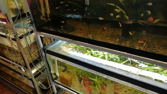 Как устроена рыборазводня дома.Обзор рыборазводни дома.Аквариумистика как хобби.Продажа рыбок