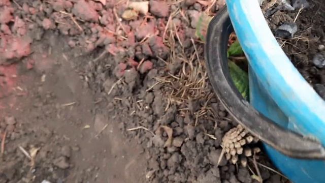 ОСЕННЯЯ ПОСАДКА КРОКУСОВ.СРОКИ И ПРАВИЛА.