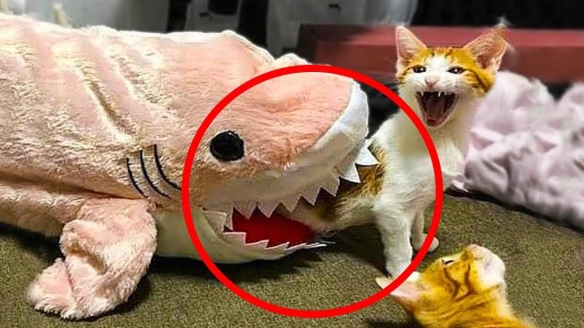 Драматичные Животные, Которые Заслуживают Оскар