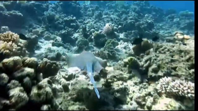 Опасное море Египта