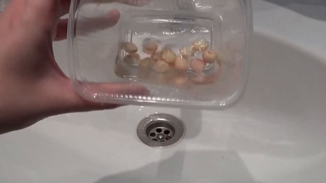 Предпосадочные работы с детками гладиолусов