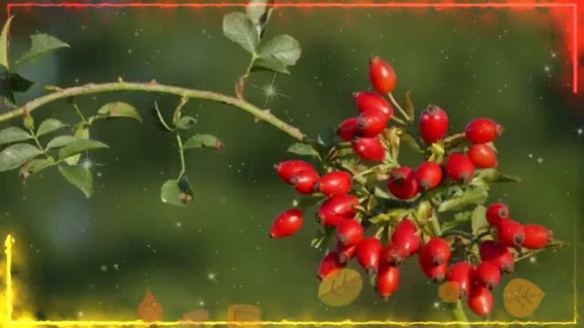 Шиповник