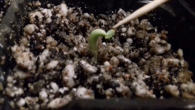 АДЕНИУМ из семян от посева до первой пикировки (от А до Я),уход в домашних условиях, РОЗА ПУСТЫНИ