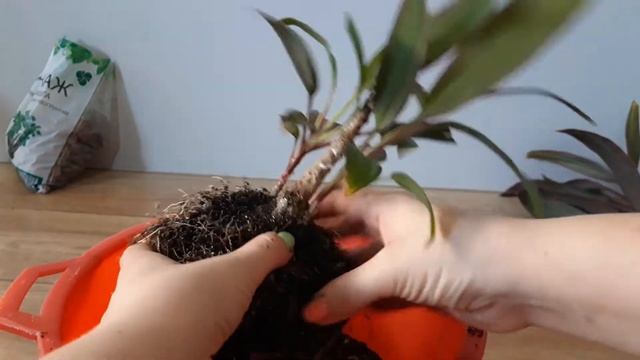 Кордилина// Обрезала макушку// Пересадка и Уход