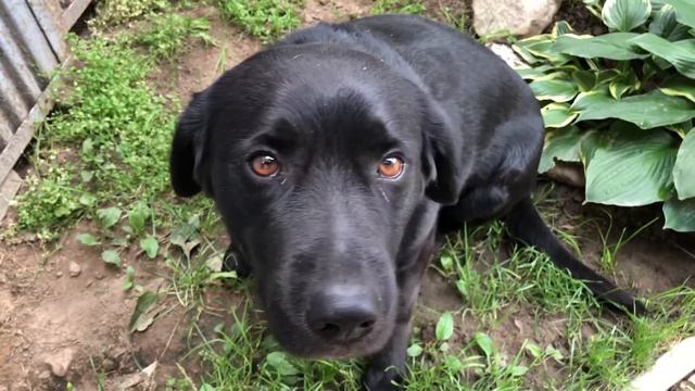 Лабрадор накосячил. Виноватый взгляд. Ругаем лабрадора. Лабрадора ругают. Лабрадор провинился!