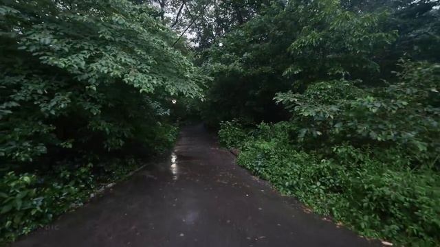 Прогулка под дождем, Центральный парк Нью-Йорка 2023 / Walking in the Rain, Central Park New York
