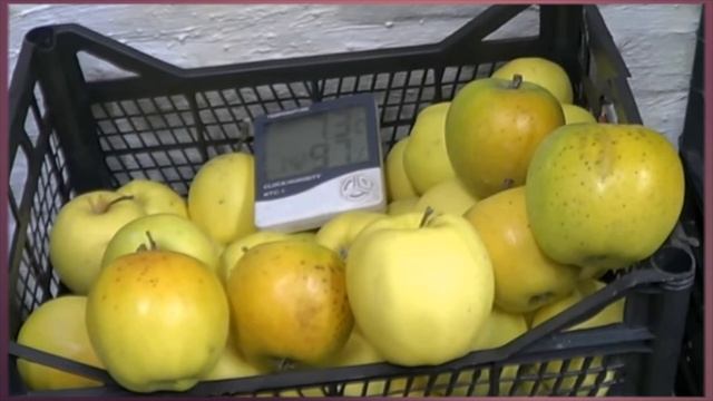 10 способов, как сохранить яблоки на зиму свежими
