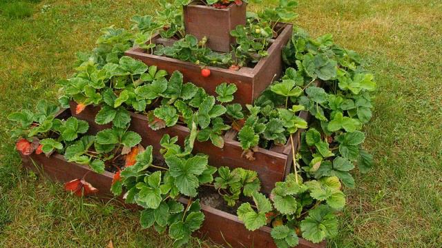 Любимая дача