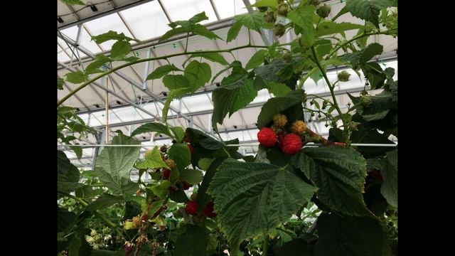 Технология выращивания малины в теплице