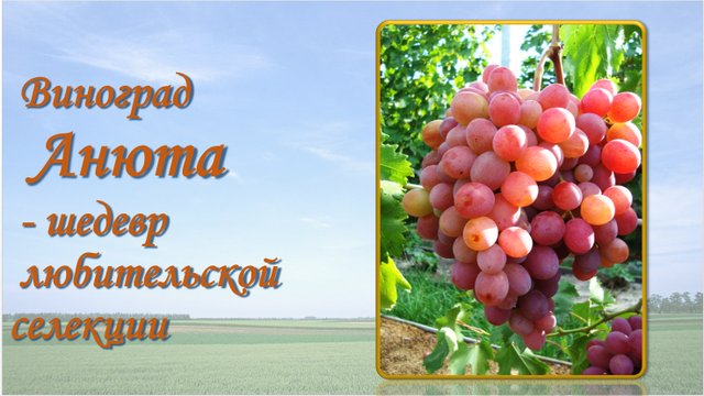 Анюта виноград