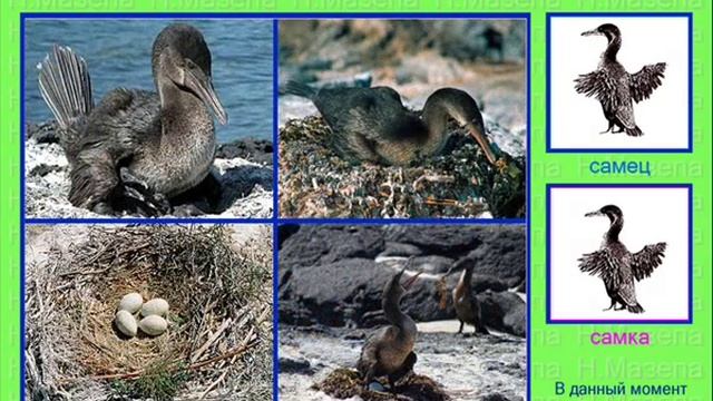 Баклан. Голоса птиц