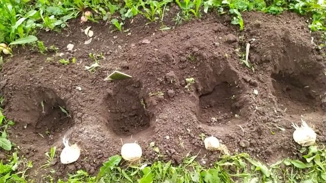 ПРАВИЛА И НЮАНСЫ ПОСАДКИ РЯБЧИКОВ ИМПЕРАТОРСКИХ В ГРУНТ.