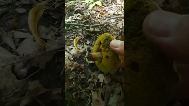 Сбор грибов Козляк или Козлёнок