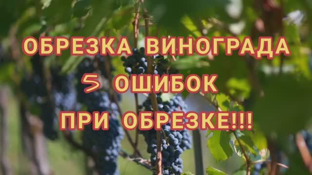 Как обрезать виноград правильно_ ОБРЕЗКА ВИНОГРАДА. 5 ошибок при обрезке