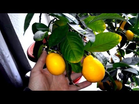 Особенности выращивания лимона в домашних условиях